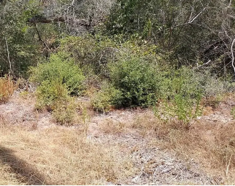 26642 Red Oak Dr, Hempstead, TX 77445 - #3