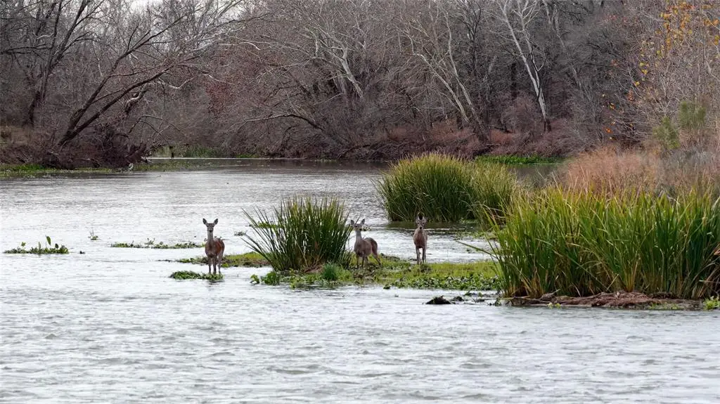 256 Greasy Bend Rd, Smithville, TX 78957 - #1