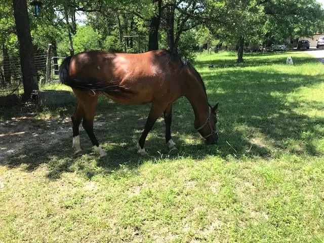 298 Jenkins. Rd, Cedar Creek, TX 78612 - Image #3