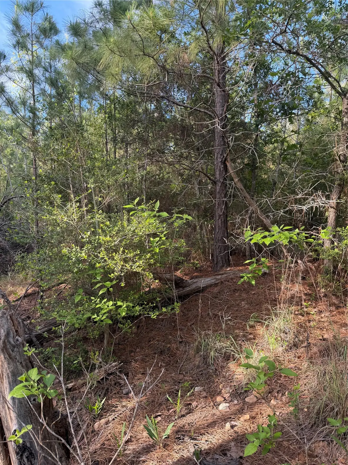 Lot 1384 Pahihi Dr, Bastrop, TX 78602 - #1
