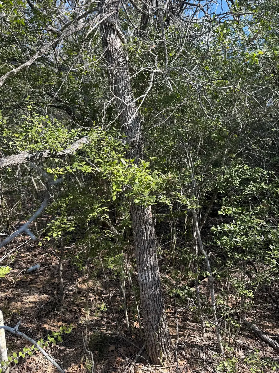 251 Iva Ln, Bastrop, TX 78602 - #3
