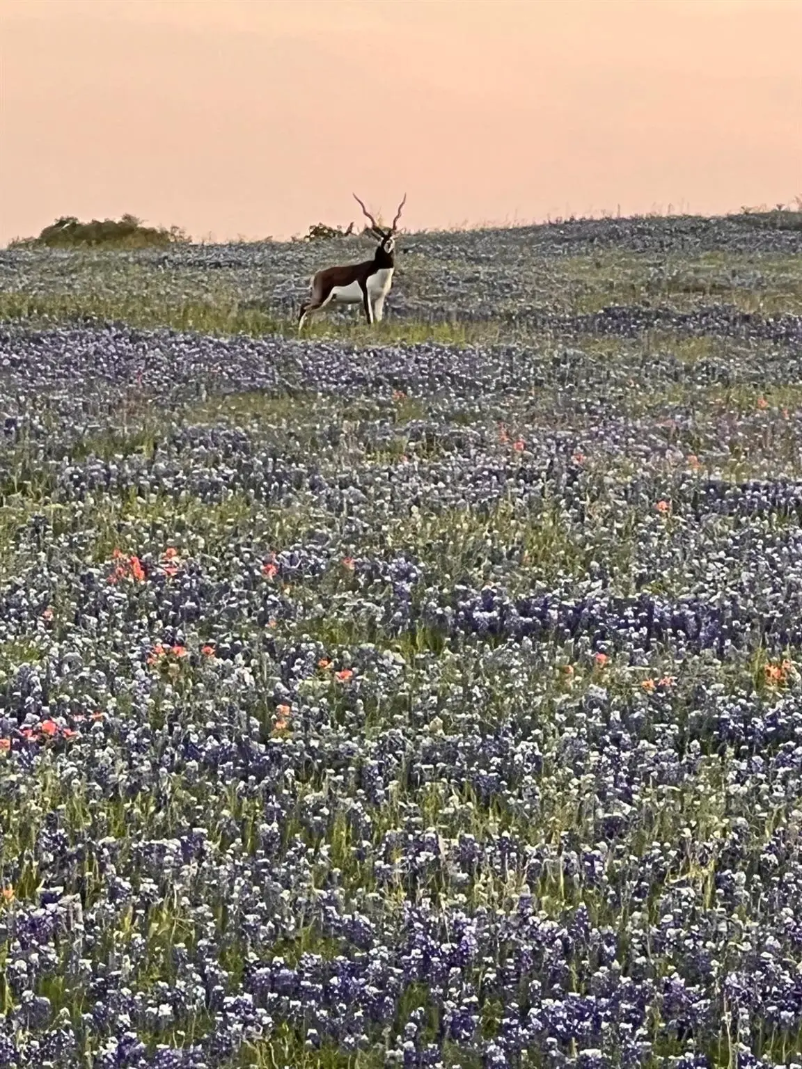 2265 County Road 106, Purmela, TX 76566 - Image #1