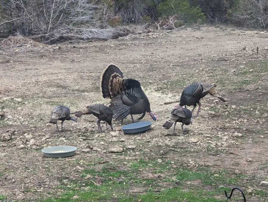 180 Robison Rd, Bertram, TX 78605 - #2