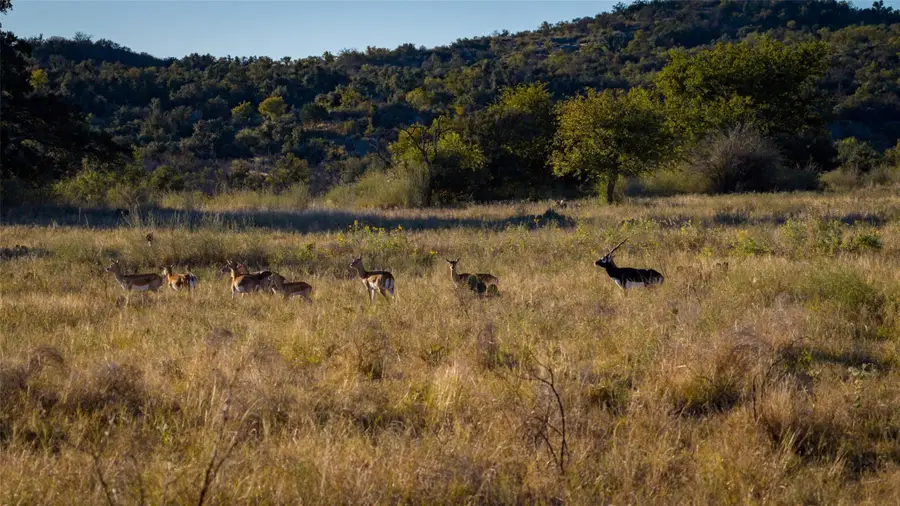 7702 Ranch Road 965, Llano South, TX 78624 - #3