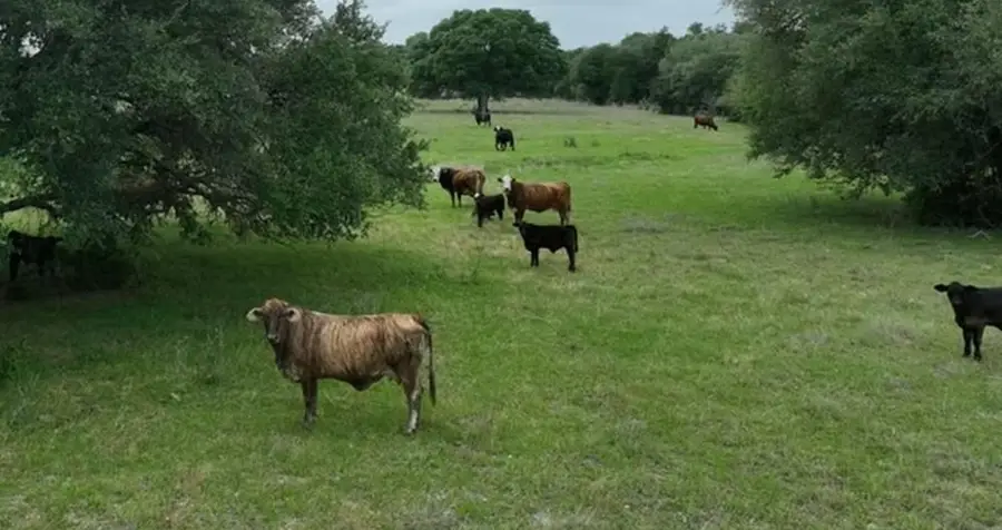 TBD CR 127 Lot 1, Block 1 County Road 127 Rd, Ledbetter, TX 78946 - #3