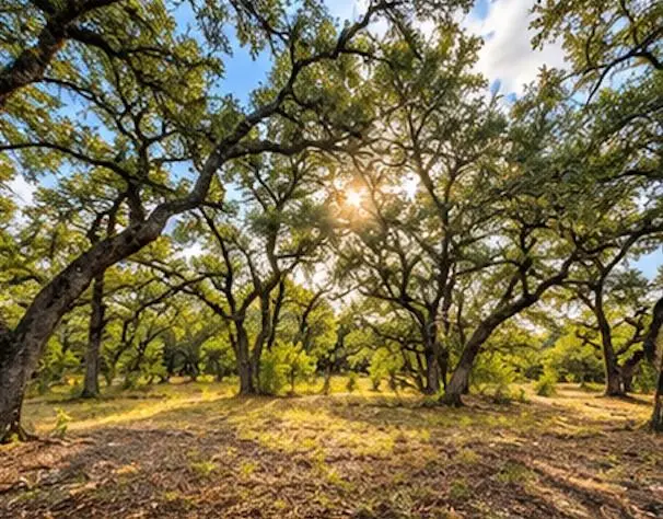 208 Viento Cv, Blanco, TX 78606 - #2