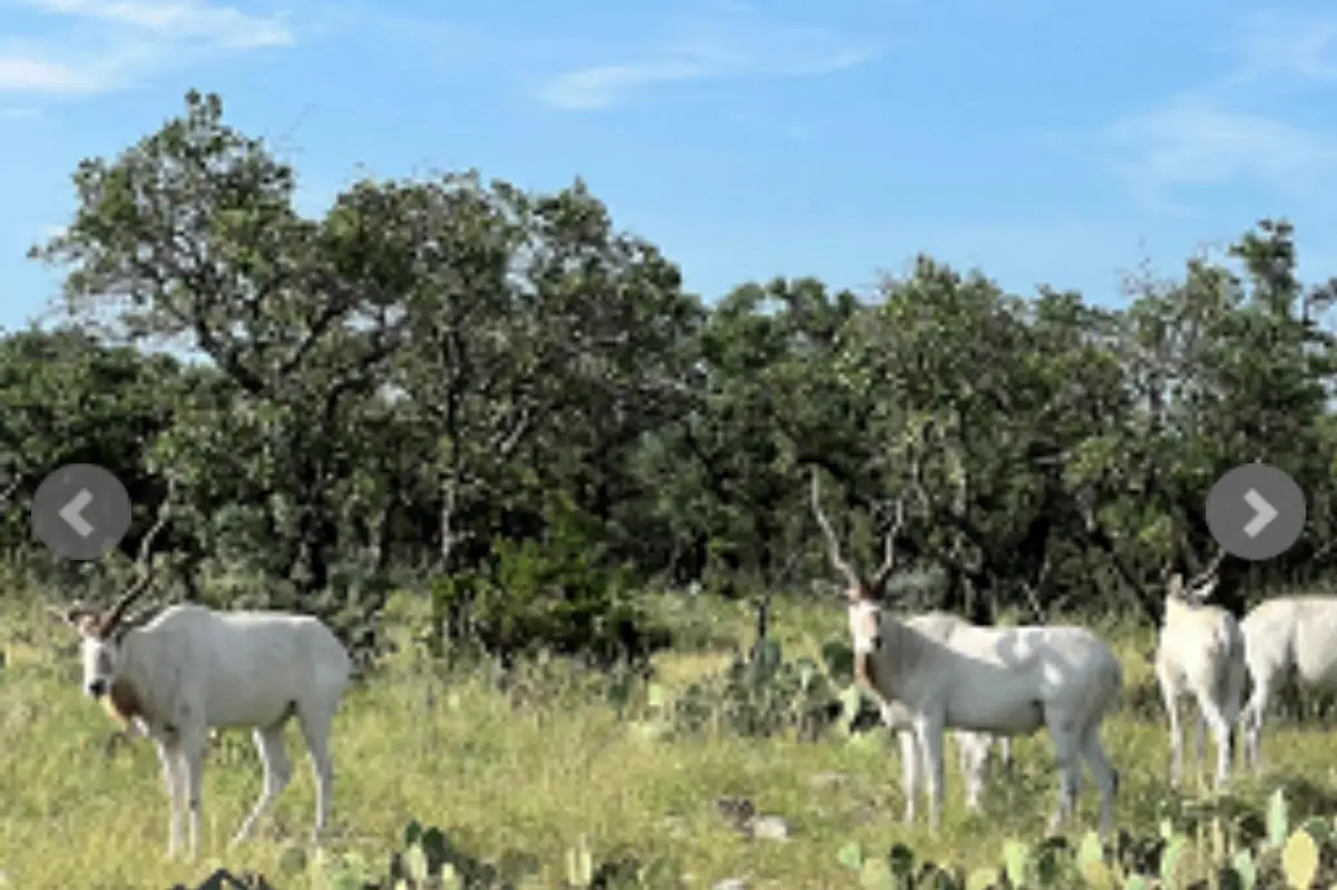 14410 E Us Highway 190, Fort McKavett, TX 76841 - Image #1