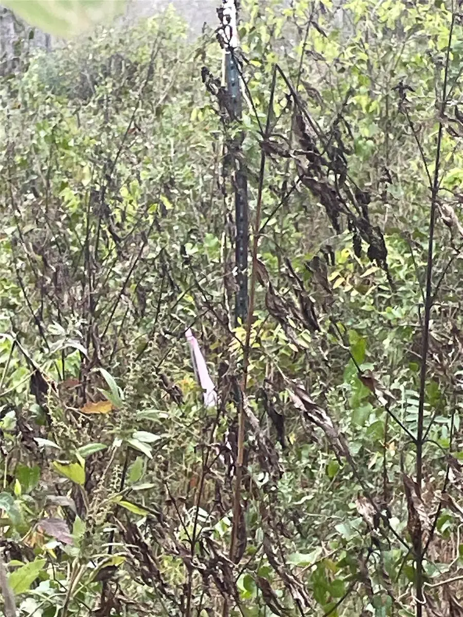 0000 Balch Rd, Elgin, TX 78621 - Image #3