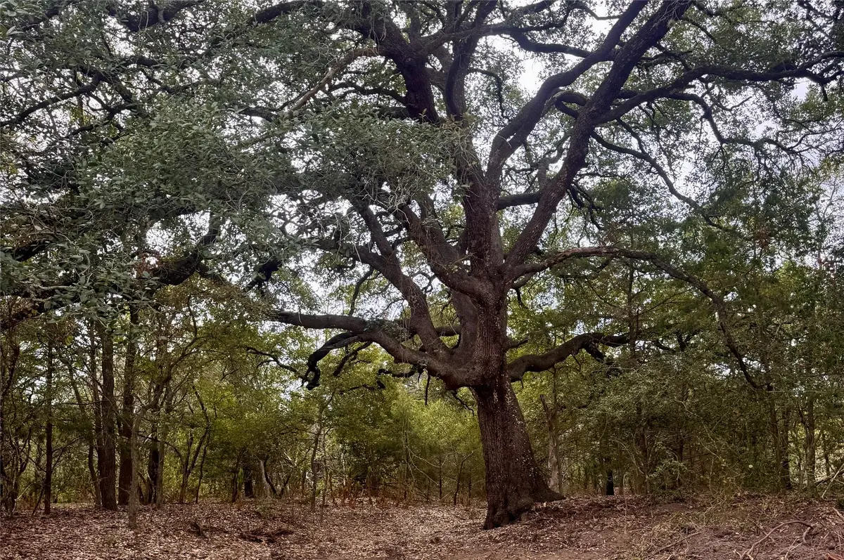 12 Acres Mt. Pleasant, Cedar Creek, TX 78612 - #1
