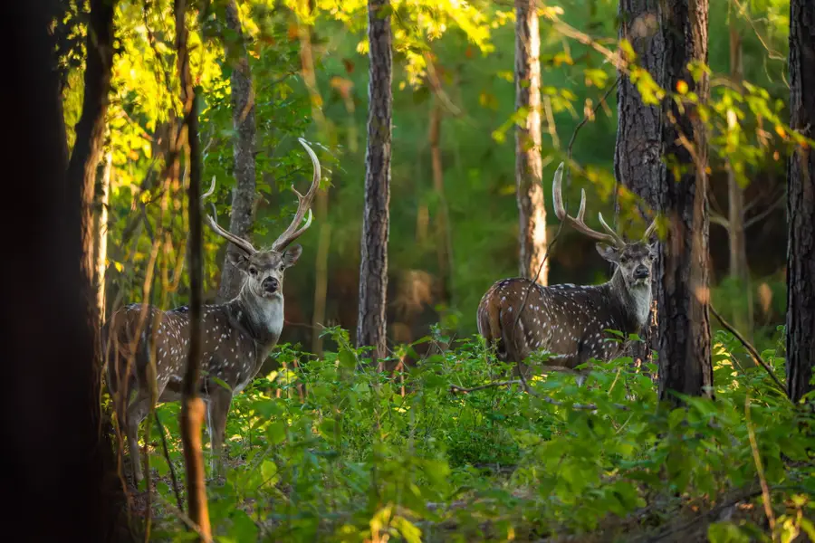 10326 County Road 3112 N, Tyler East, TX 75662 - Image #2