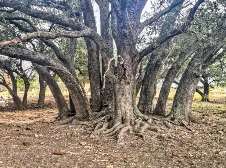 387 Black Watch Ln, Lockhart, TX 78644 - Image #3