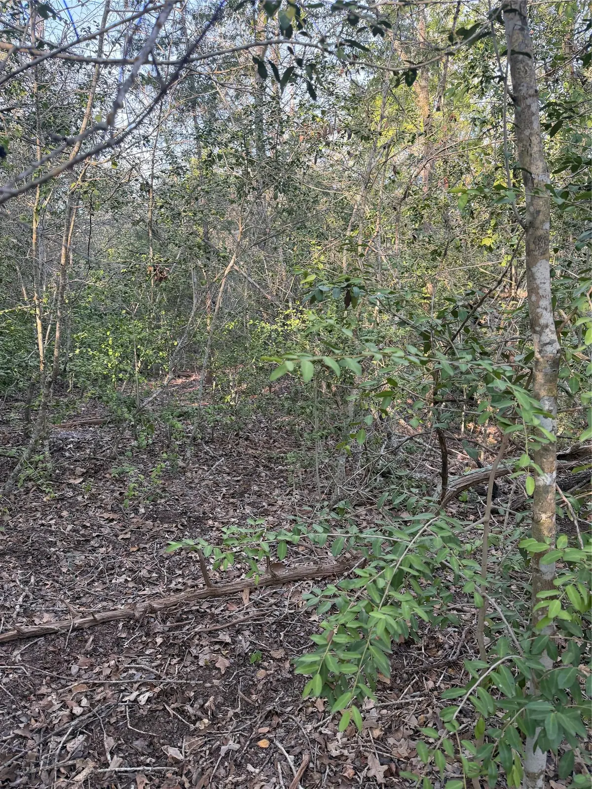 Lot 607 Waimanalo Dr, Bastrop, TX 78602 - #1