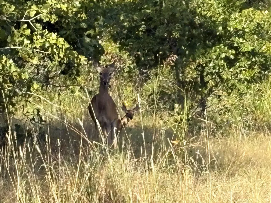 TBD Kimo Ct, Bastrop, TX 78602 - Image #2