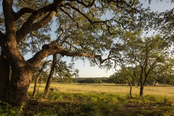 2427 Prochnow Rd, Dripping Springs, TX 78620