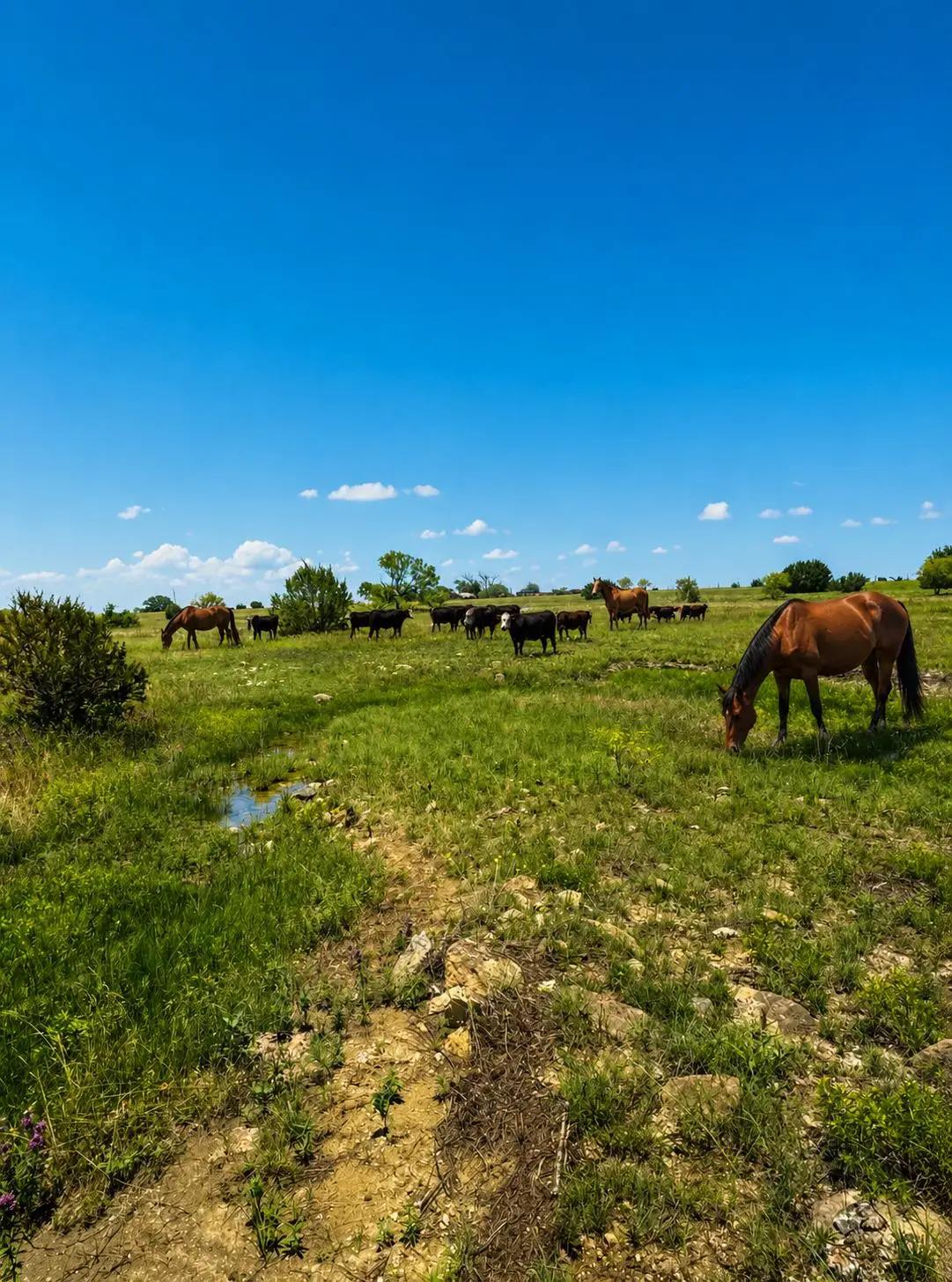 LOT 24 Private Rd #4220, Hamilton, TX 76531 - #1