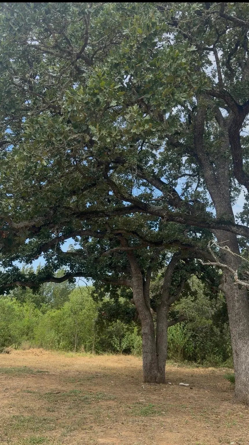 176 Whispering Pines Dr, Bastrop, TX 78602 - #1