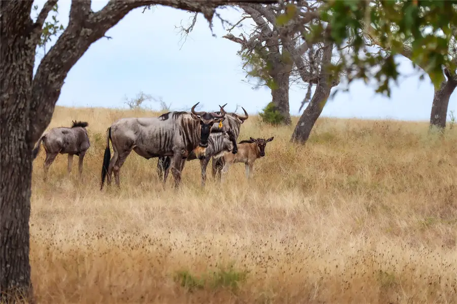 16acre Goose Landing Way #Lot 21-22, Harper, TX 78631 - #3