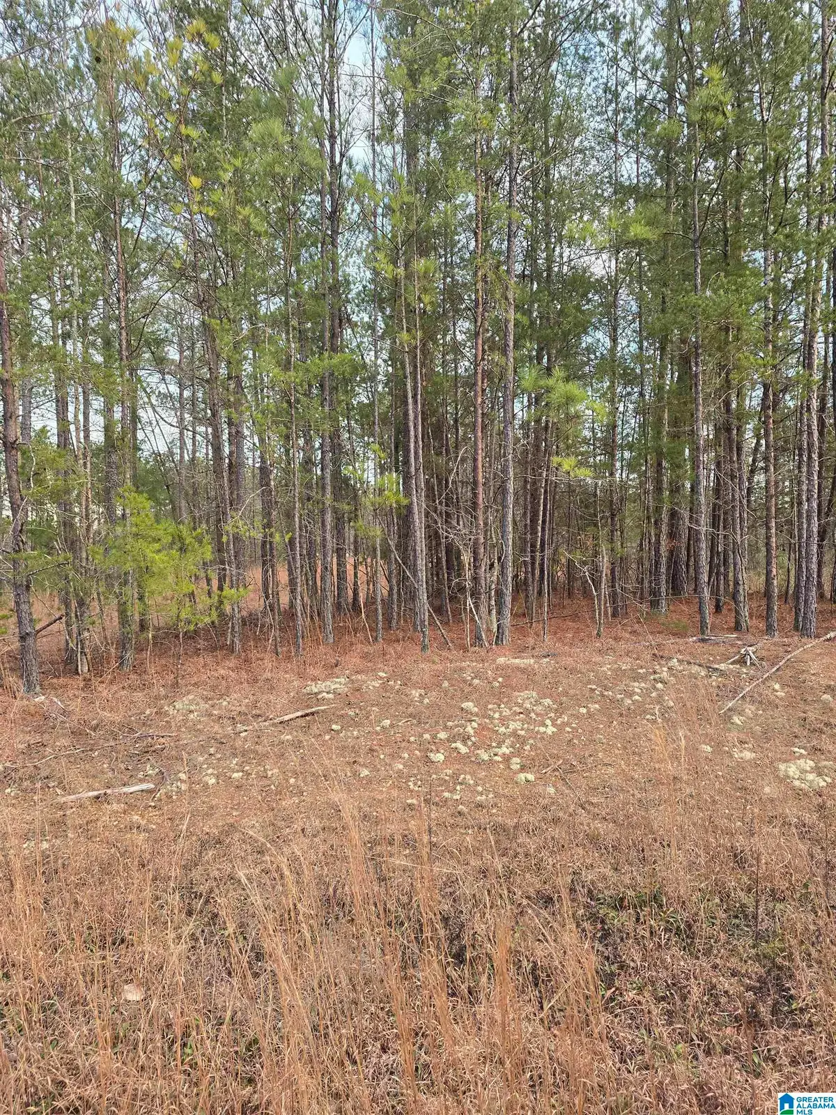 385 COUNTY ROAD 886, Jemison, AL 35085 - #1
