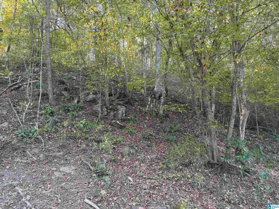 0 COUNTY ROAD 432, Woodland, AL 36280 - #3