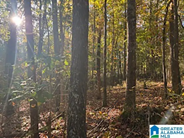 0 COUNTY ROAD 624, Woodland, AL 36280 - Image #2