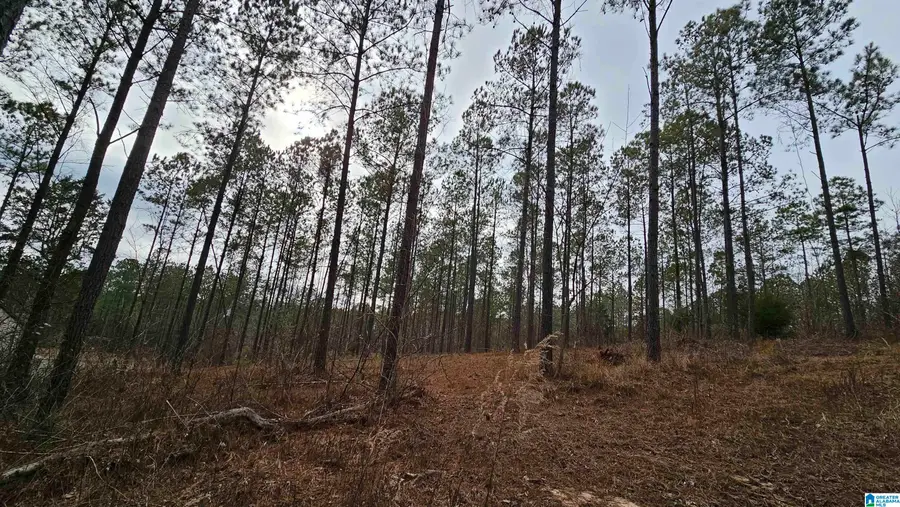 14304 HARGROVE ROAD E, Cottondale, AL 35453 - Image #3