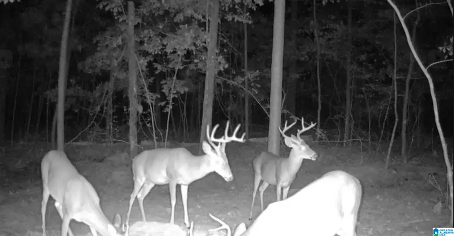 Lot 4 HIGHWAY 47, Columbiana, AL 35051 - Image #2