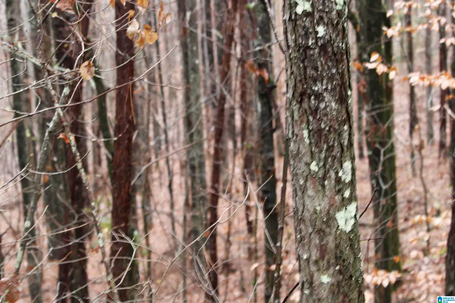 120 acres HIGHWAY 102, Fayette, AL 35549 - Image #3