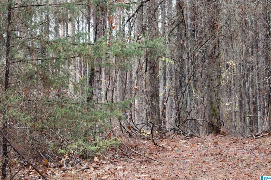 73 acres COUNTY ROAD 93, Bankston, AL 35542 - Image #3