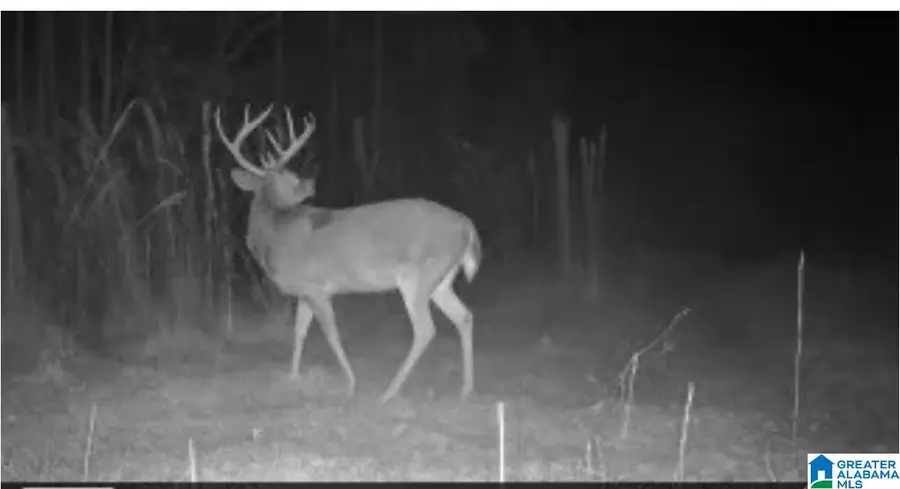 HILL CREEK DRIVE, West Blocton, AL 35184 - Image #3