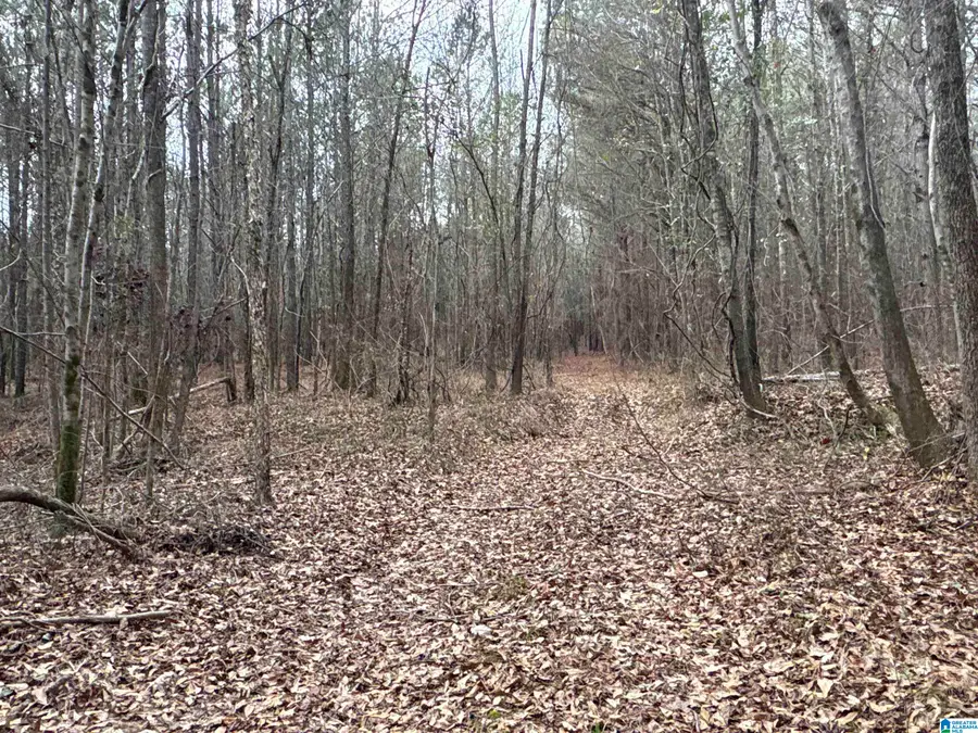 10 COUNTY ROAD 331, Maplesville, AL 36750 - Image #2