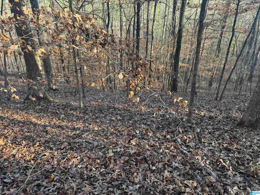 56 Acres COUNTY ROAD 202, Piedmont, AL 36272 - Image #3