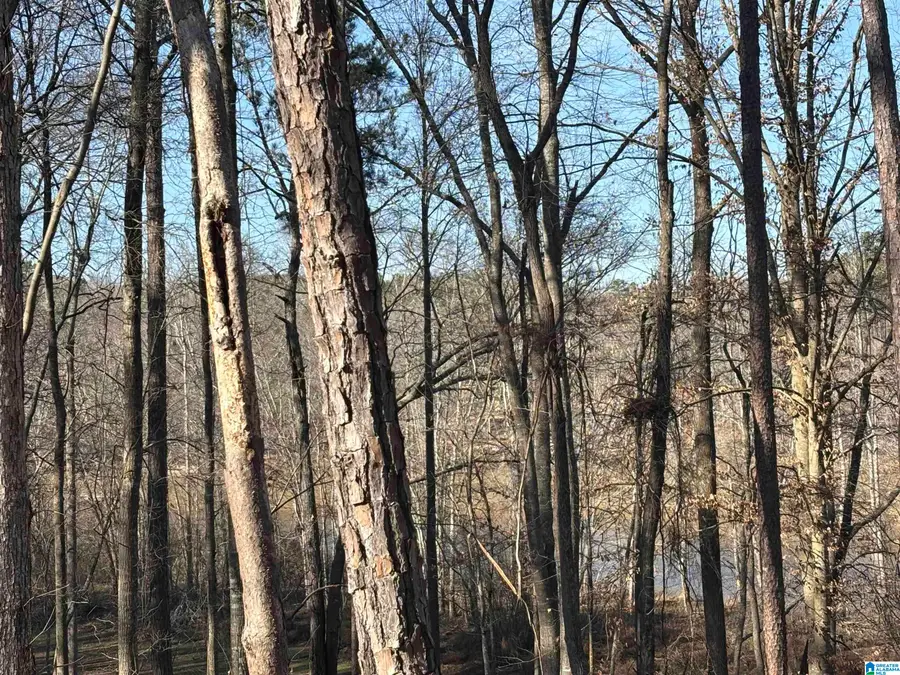 Lot 11 COUNTY ROAD 499, Woodland, AL 36280 - Image #3