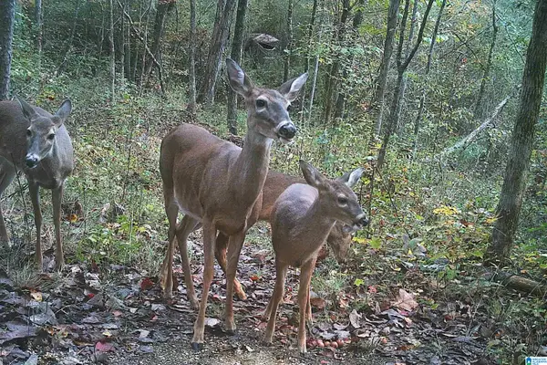 0 KANASITA DRIVE, Pell city, AL 35128