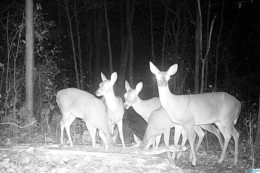 0 KANASITA DRIVE, Pell City, AL 35128 - #2