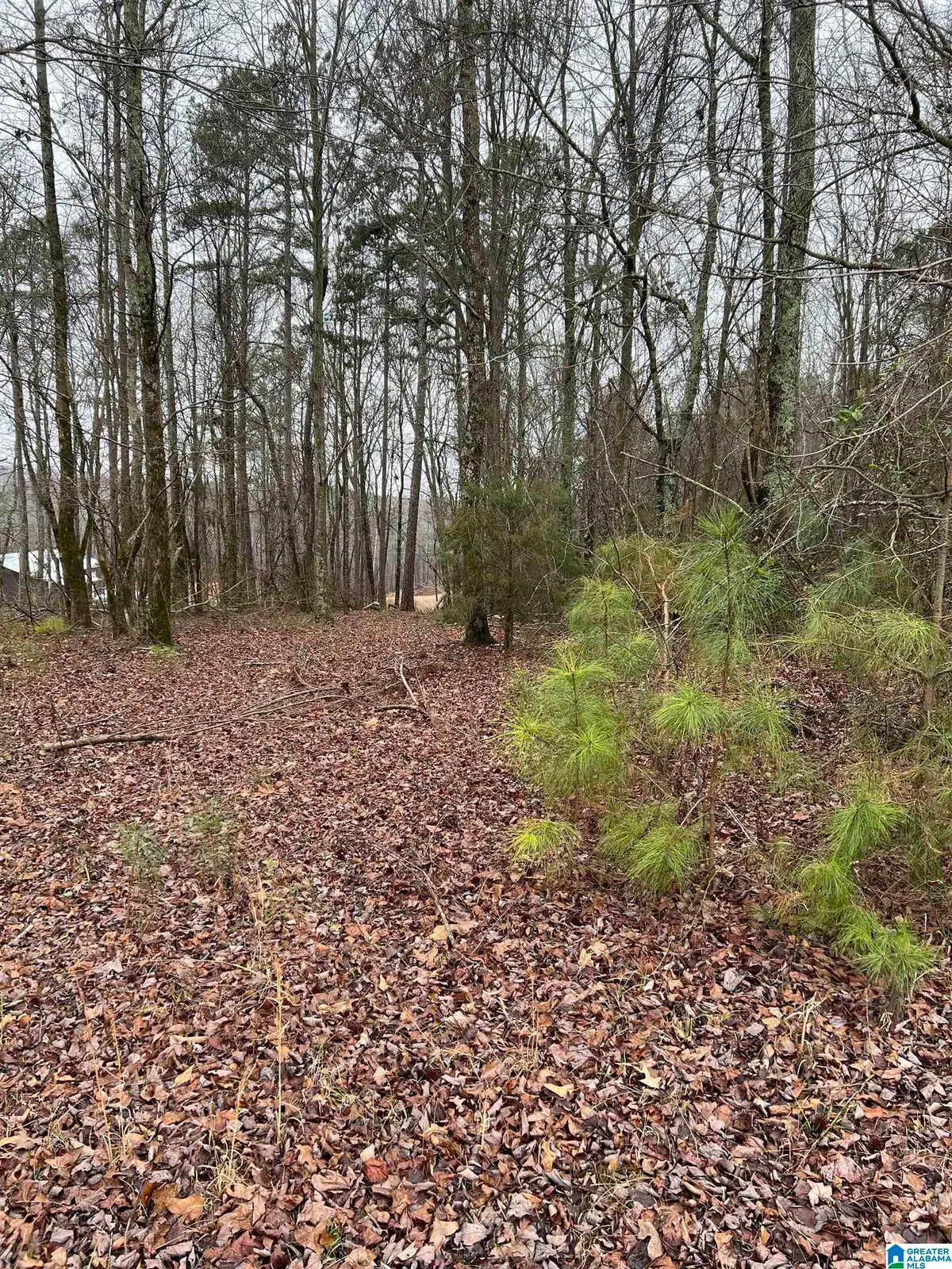 00 COUNTY ROAD 87, Woodland, AL 36280 - Image #1