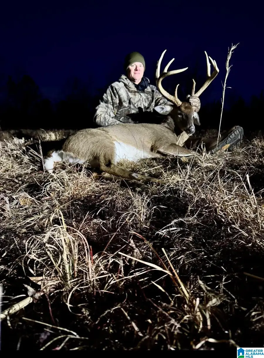 5590 COUNTY ROAD 79, Daviston, AL 36256 - Image #3