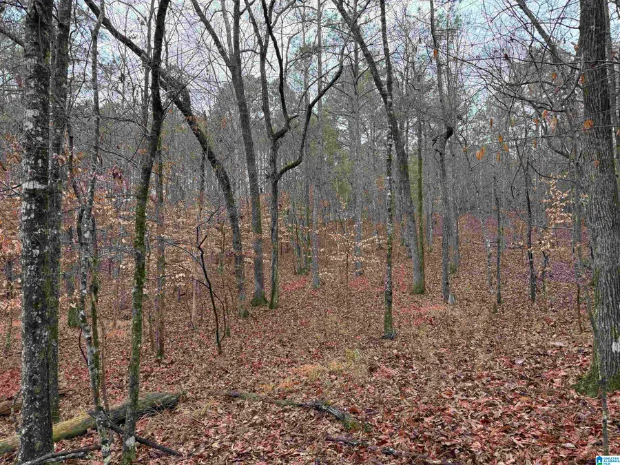 916 SHIRE VALLEY FARMS, Chelsea, AL 35043 - #3