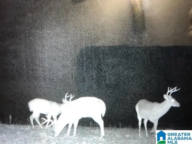 00 LANE BRANCH ROAD, Wedowee, AL 36278 - #1