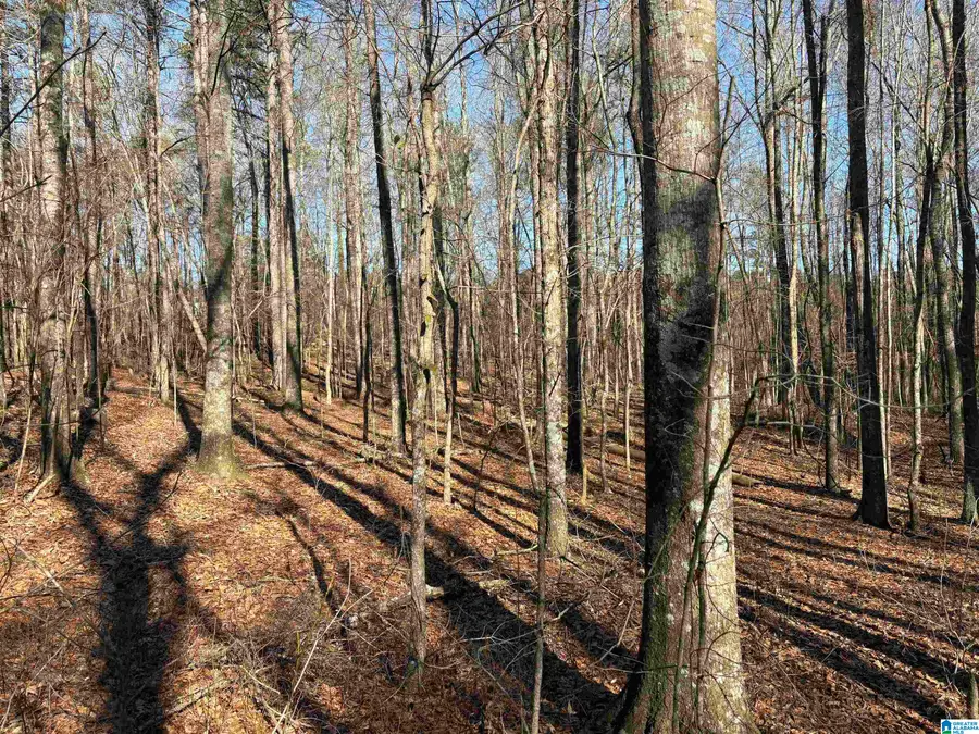 27 +/- Acres COUNTY ROAD 71, Woodland, AL 36280 - #2