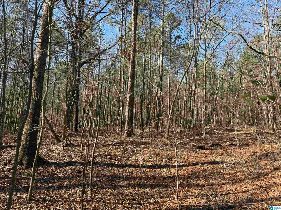 27 +/- Acres COUNTY ROAD 71, Woodland, AL 36280 - #3