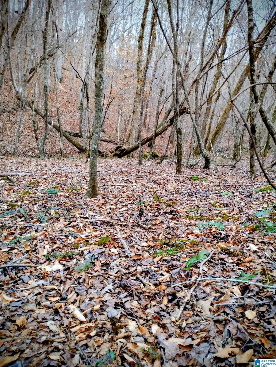 Lot 17 MANDY DRIVE, Wedowee, AL 36278 - #3