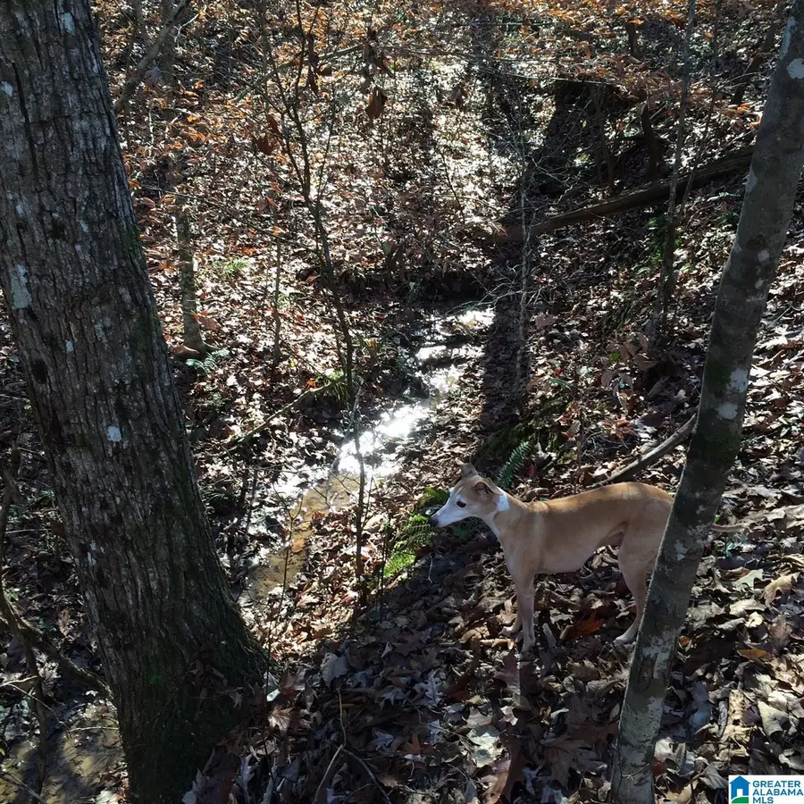 00 US HWY 231, Ragland, AL 35131 - #3