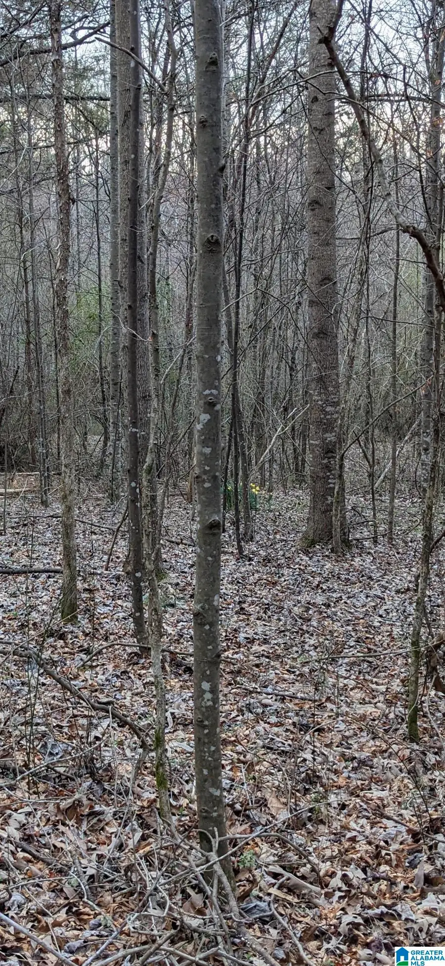 0 COUNTY ROAD 183, Haleyville, AL 35565 - #3