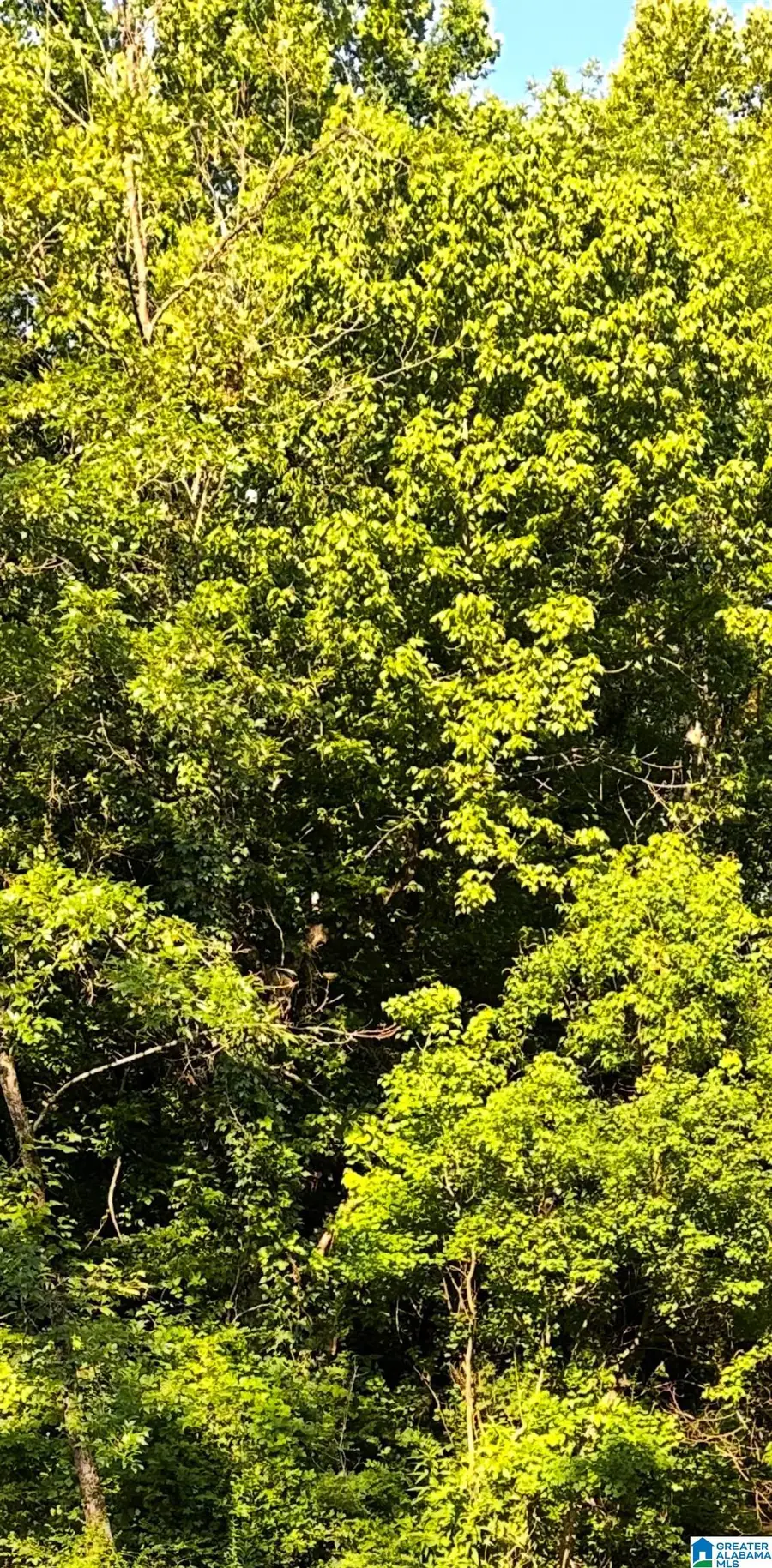 4600 HIGHWAY 119, Montevallo, AL 35115 - #2