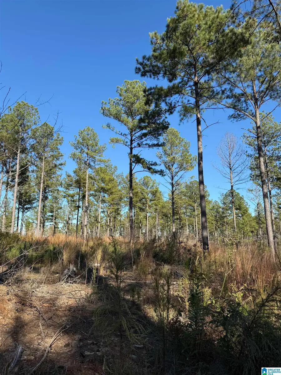 1234 WATTS ROAD, Munford, AL 36268 - #3