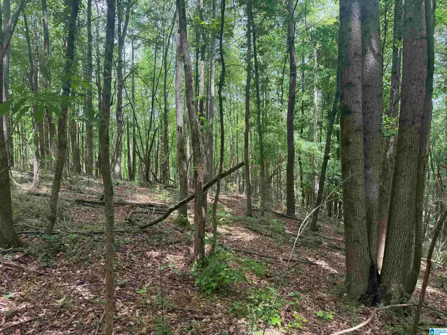 1 COUNTY ROAD 670, Ranburne, AL 36273 - #2