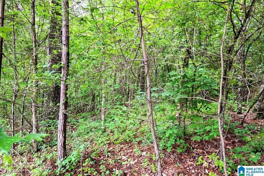 THORNTON LAKE ROAD, Dora, AL 35062 - #3