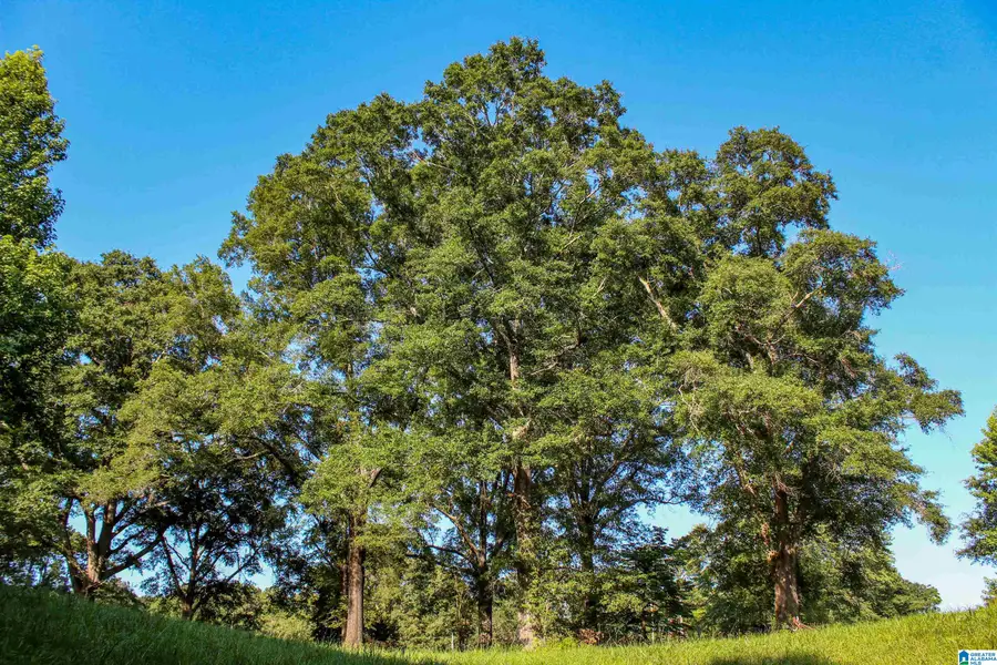 0 AARON ROAD, Jasper, AL 35501 - #3