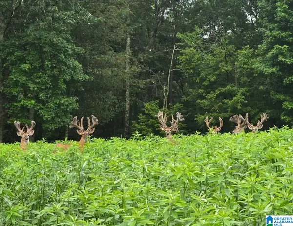 TBD GUINNS COVE ROAD, Hayden, AL 35079