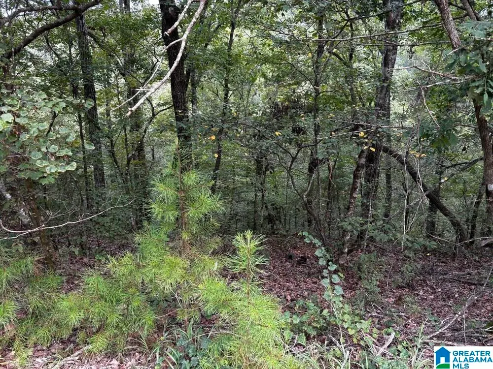 63 +/- Acres STANLEY ROAD, Brookwood, AL 35444 - #1